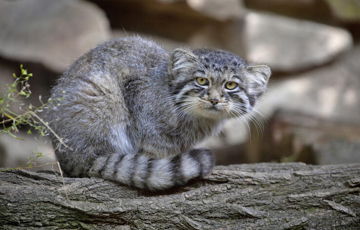 Charyn National Park has revealed rare footage of wildlife