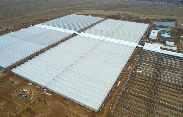 Түркістан облысында еліміздегі ең ірі өнеркәсіптік жылыжай кешені іске қосылды