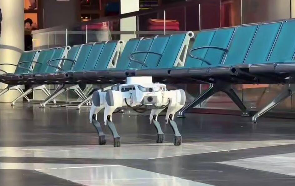 Robot dog is operating in public places in Astana