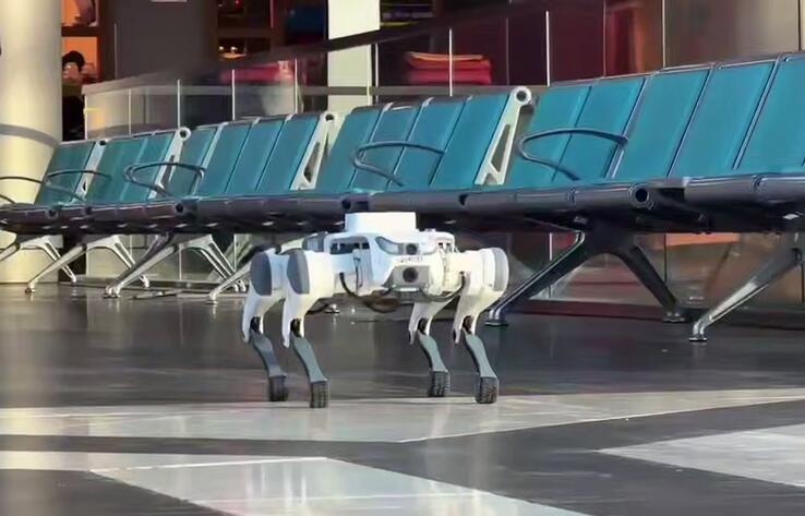 Robot dog is operating in public places in Astana