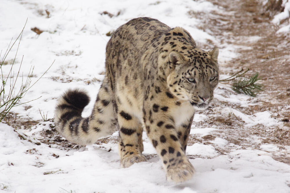 Rare snow leopard was captured in the mountains of Almaty