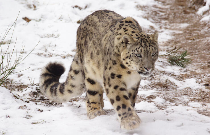 Rare snow leopard was captured in the mountains of Almaty