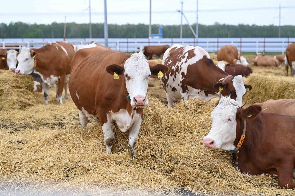 Brucellosis cases up in Akmola region