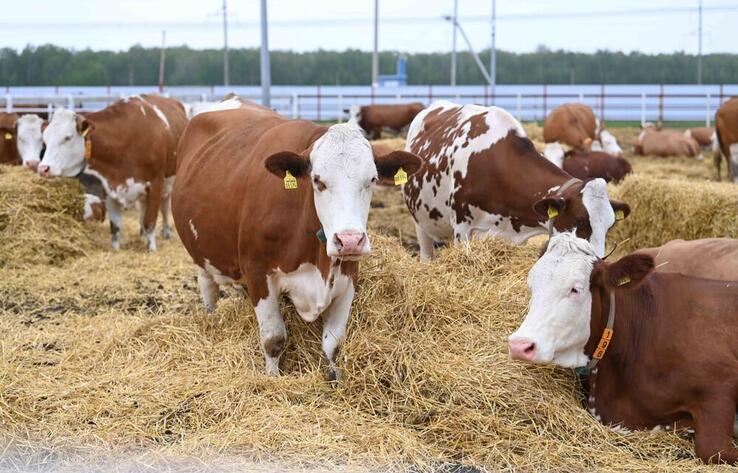 Brucellosis cases up in Akmola region