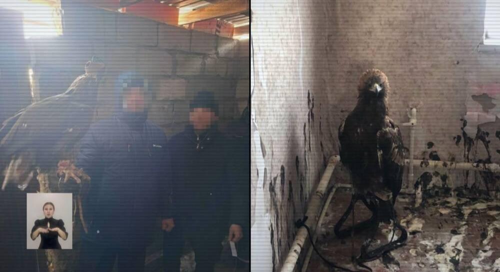 В Павлодарской области пресекли вывоз краснокнижных птиц: задержаны сотрудники нацпарка