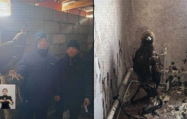 В Павлодарской области пресекли вывоз краснокнижных птиц: задержаны сотрудники нацпарка