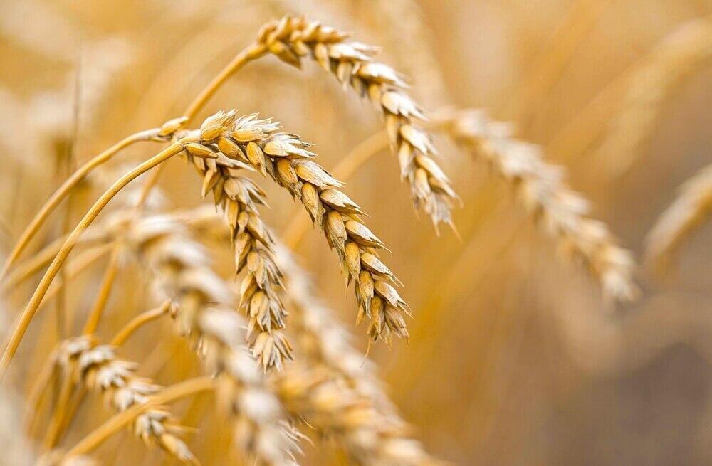 Kazakhstan to raise share of processed farm products to 70%