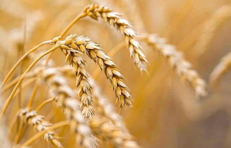 Kazakhstan to raise share of processed farm products to 70%