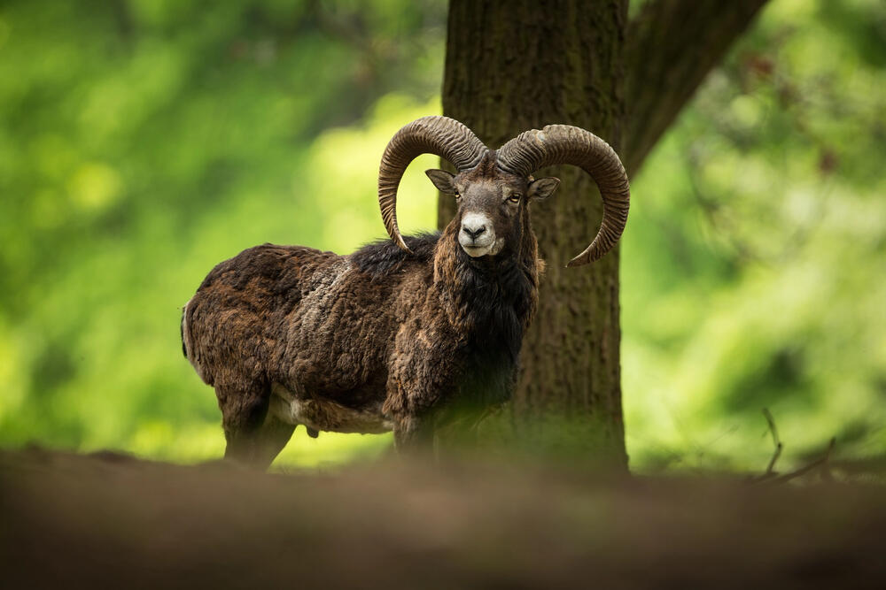 Rare animal populations increase in Zhambyl region