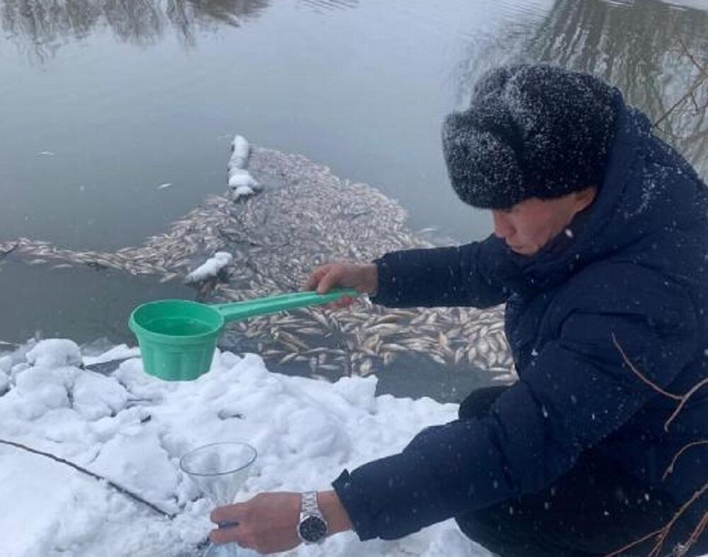 Массовая гибель рыбы обернулась многомиллионным штрафом для спиртзавода в Акмолинской области 