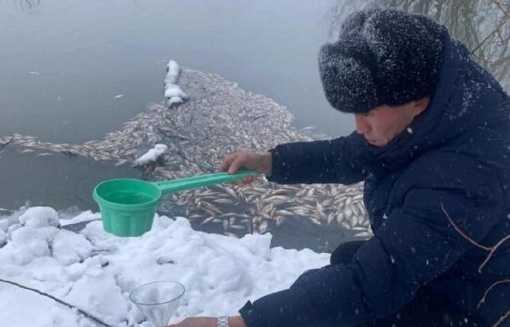Массовая гибель рыбы обернулась многомиллионным штрафом для спиртзавода в Акмолинской области 