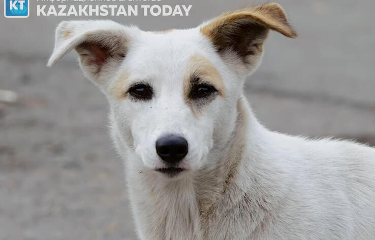 Мешки с обезображенными трупами животных обнаружили в Алматы 