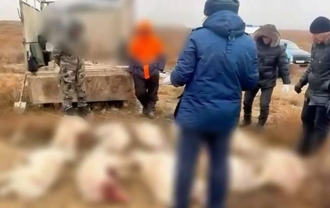 Браконьеры убили более 10 сайгаков в Актюбинской области
