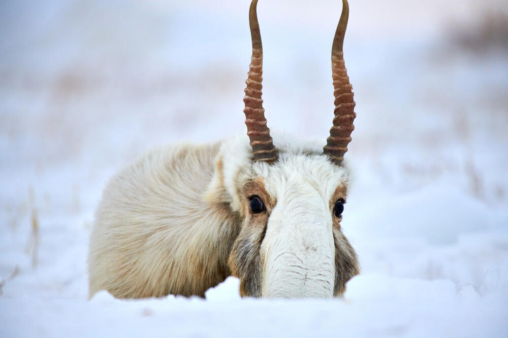 В Казахстане планируют провести аукцион по продаже рогов сайгака