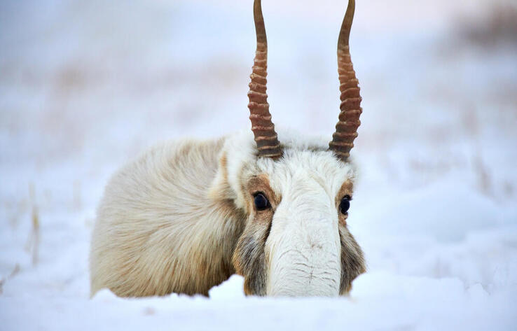 哈萨克斯坦计划举办出售高鼻羚羊角的拍卖会