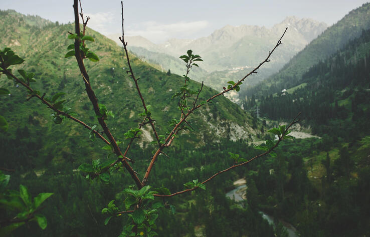 Целый мир будет разрушен - активистка о проекте застройки Кок-Жайляу