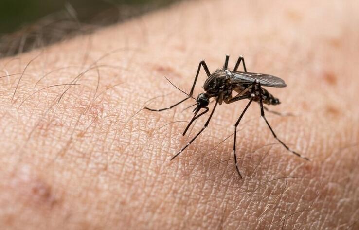 В Алматы выявлен завозной случай малярии