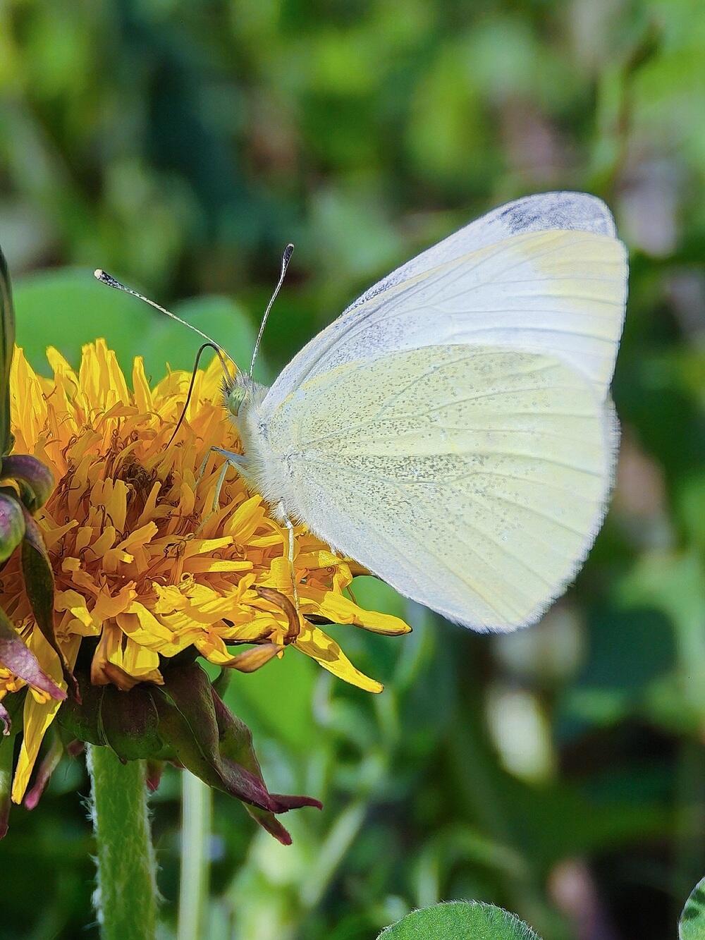 Тюльпаны, тепло и зелень: весна пришла на юг Казахстана. Фото: instagram/dots_foto