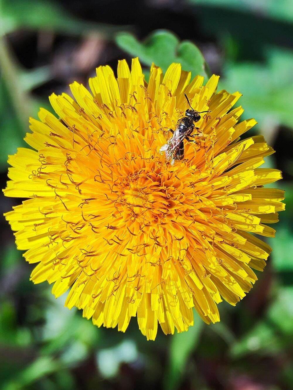 Тюльпаны, тепло и зелень: весна пришла на юг Казахстана. Фото: instagram/dots_foto