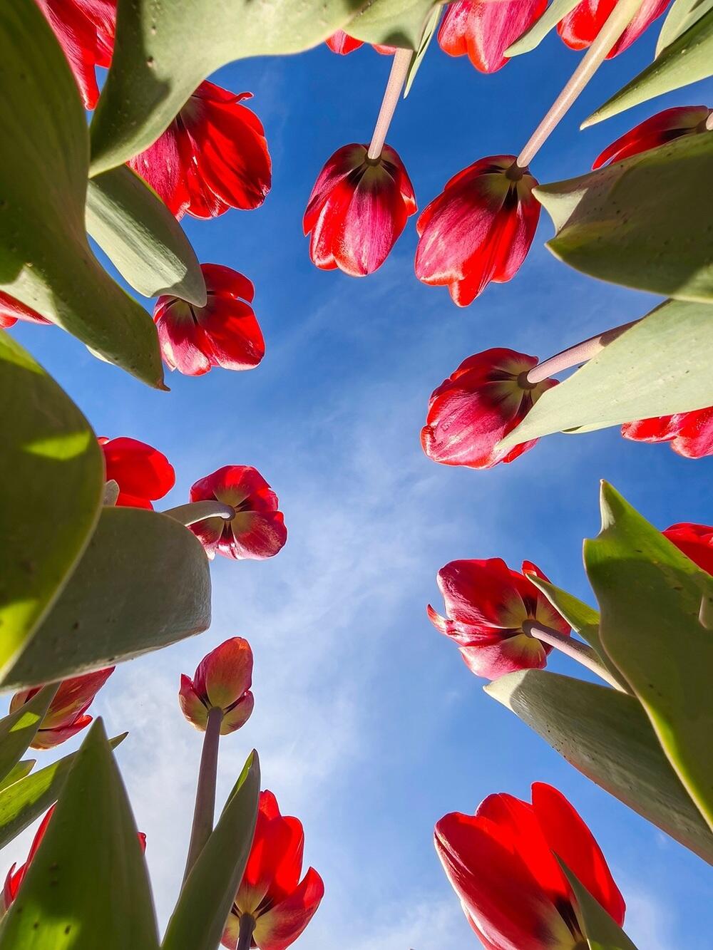 Tulips, warmth, and greenery: spring arrives in southern Kazakhstan. Images | instagram/dots_foto