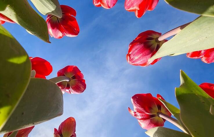 Tulips, warmth, and greenery: spring arrives in southern Kazakhstan