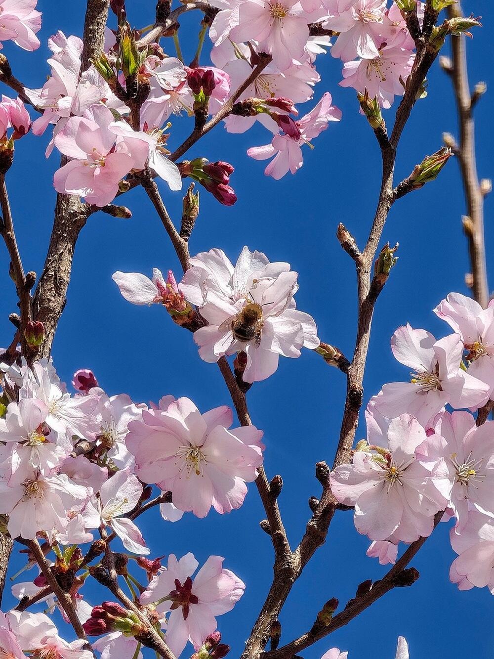 Tulips, warmth, and greenery: spring arrives in southern Kazakhstan. Images | instagram/dots_foto