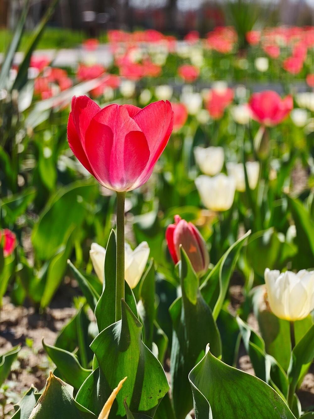 Tulips, warmth, and greenery: spring arrives in southern Kazakhstan. Images | instagram/dots_foto