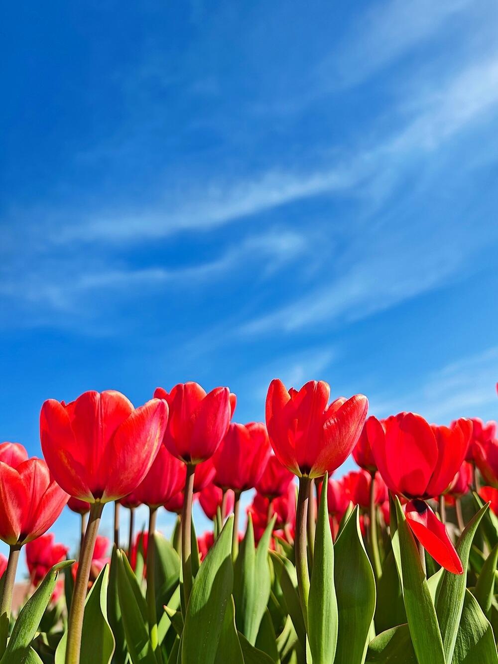 Tulips, warmth, and greenery: spring arrives in southern Kazakhstan. Images | instagram/dots_foto