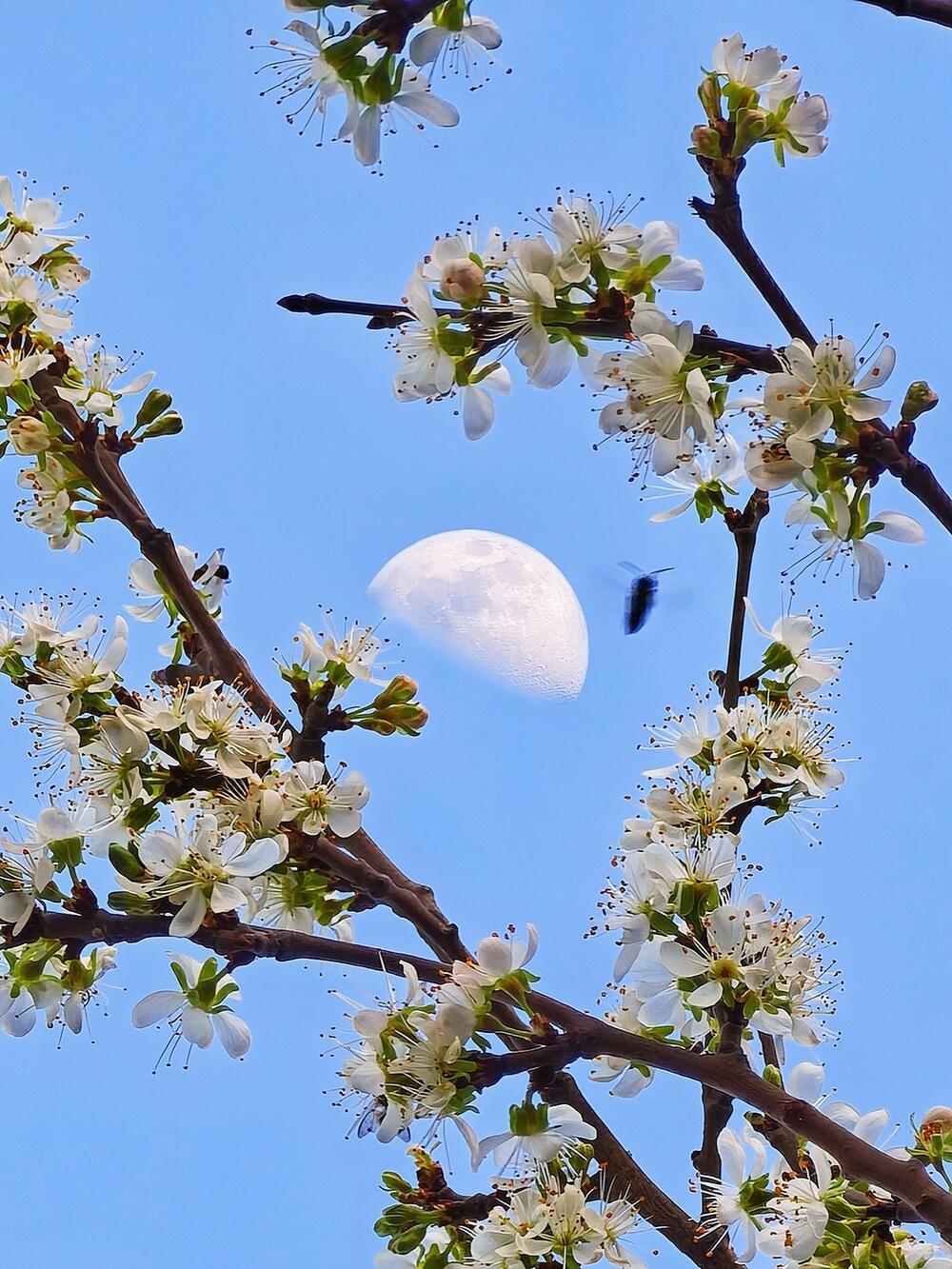Tulips, warmth, and greenery: spring arrives in southern Kazakhstan. Images | instagram/dots_foto