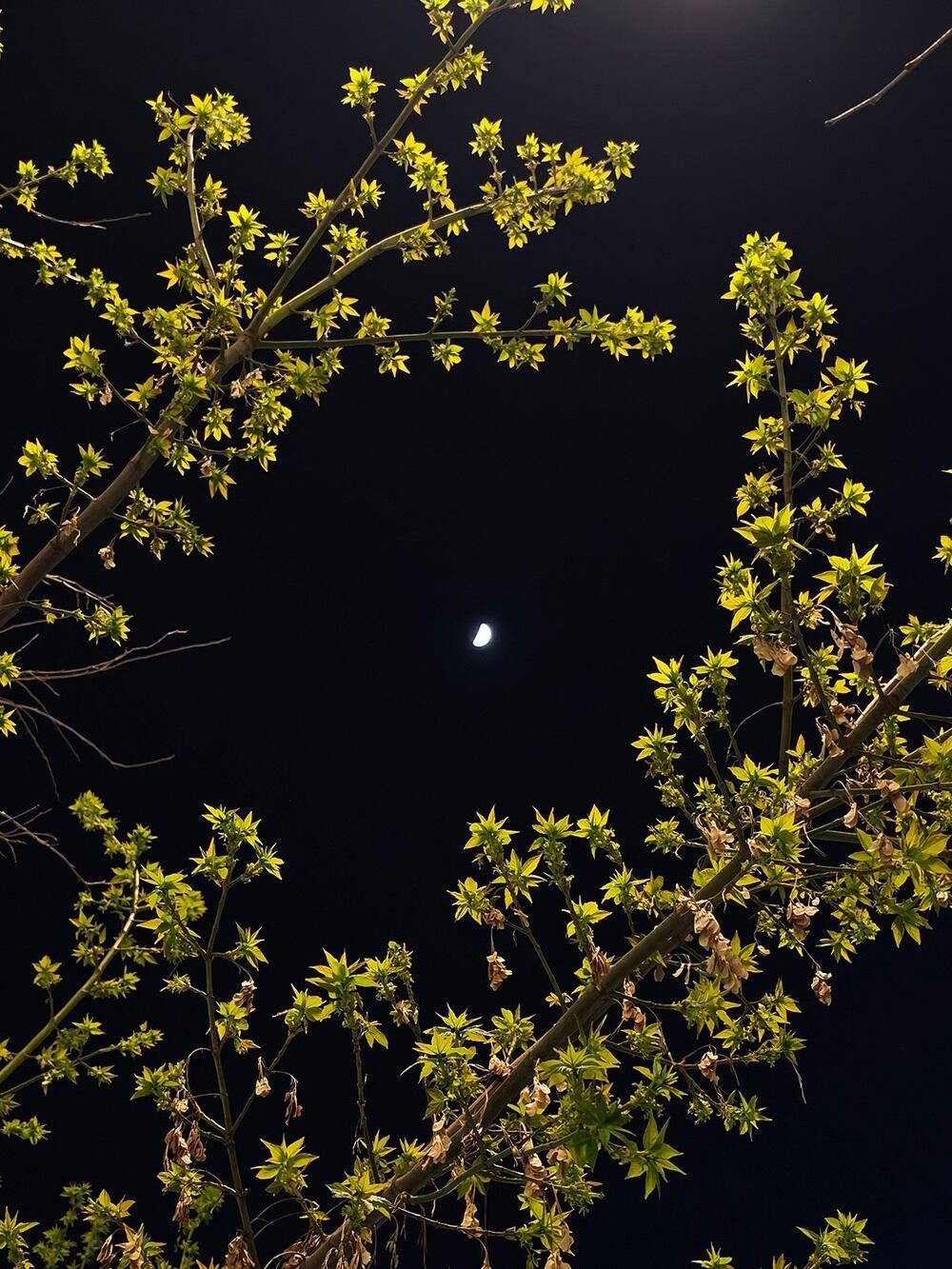 Tulips, warmth, and greenery: spring arrives in southern Kazakhstan. Images | instagram/dots_foto