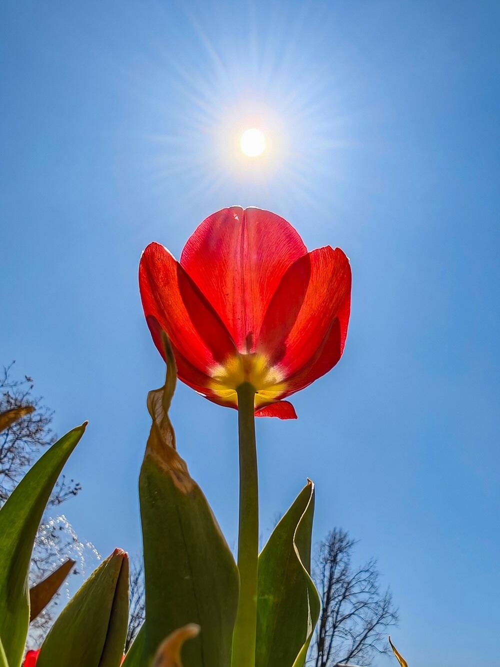 Tulips, warmth, and greenery: spring arrives in southern Kazakhstan. Images | instagram/dots_foto