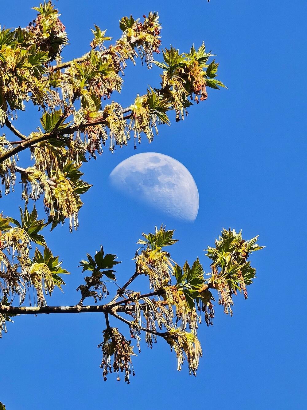 Қызғалдақ, жылу және жасыл желек: көктем Қазақстанның оңтүстігіне келді. Сурет: instagram/dots_foto