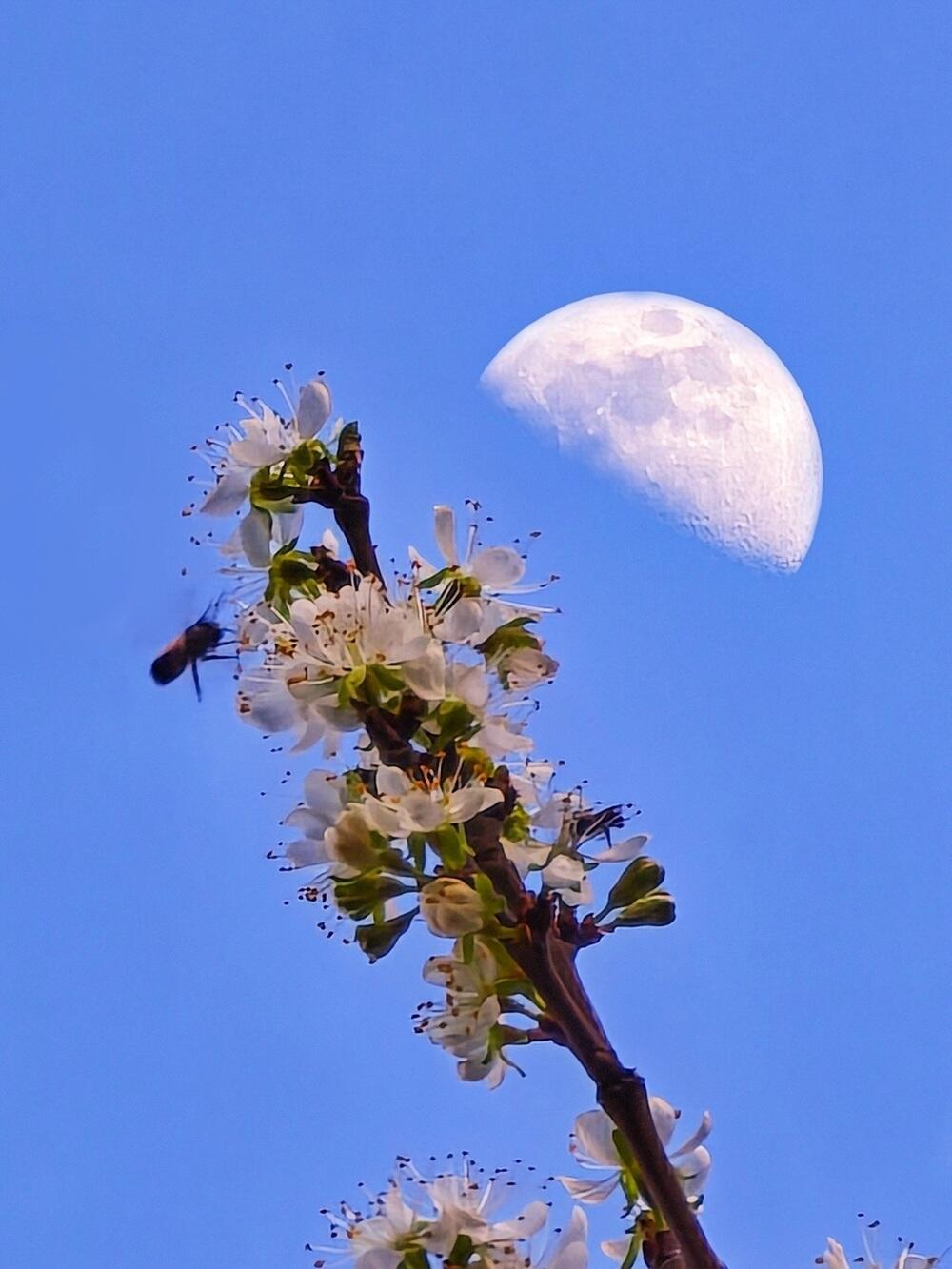 Қызғалдақ, жылу және жасыл желек: көктем Қазақстанның оңтүстігіне келді. Сурет: instagram/dots_foto