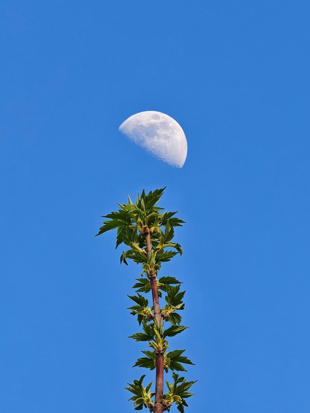 Қызғалдақ, жылу және жасыл желек: көктем Қазақстанның оңтүстігіне келді. Сурет: instagram/dots_foto