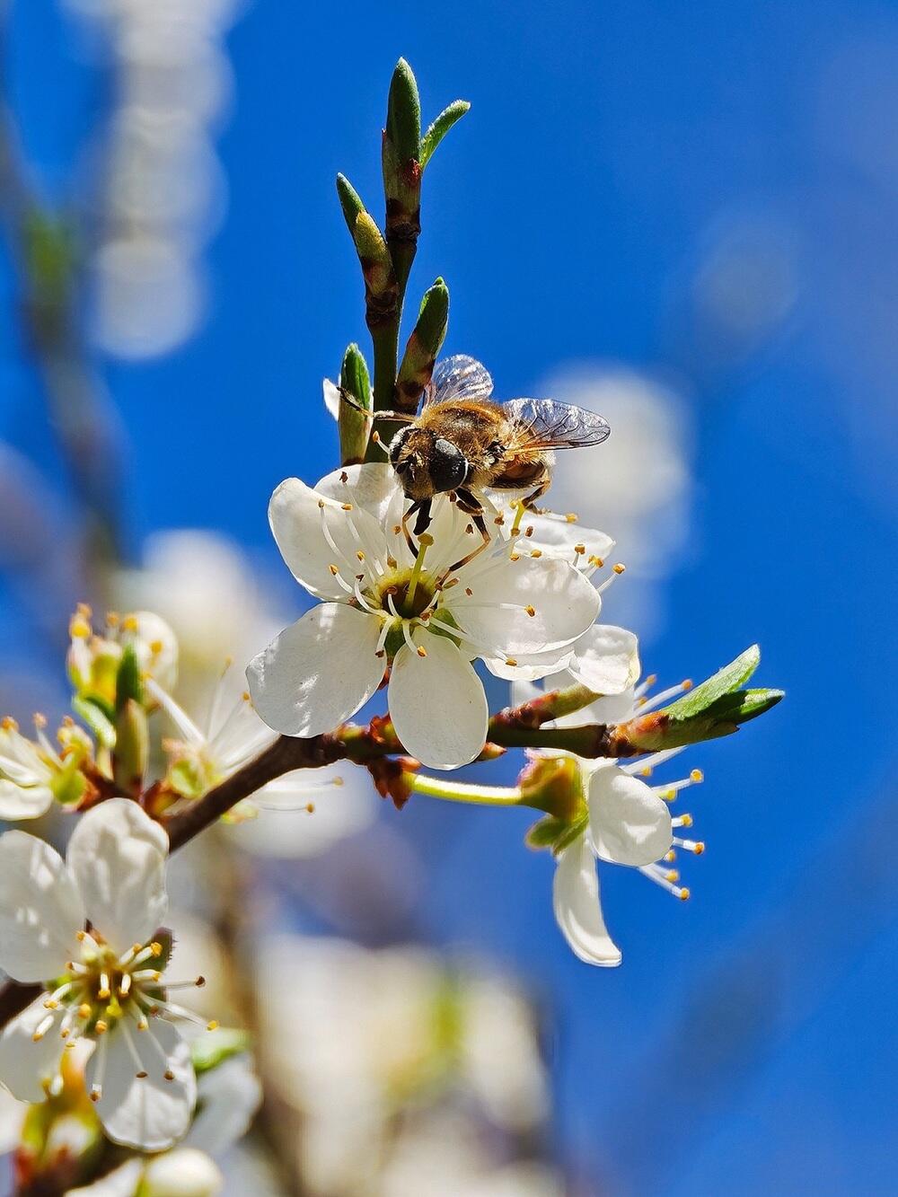 Қызғалдақ, жылу және жасыл желек: көктем Қазақстанның оңтүстігіне келді. Сурет: instagram/dots_foto