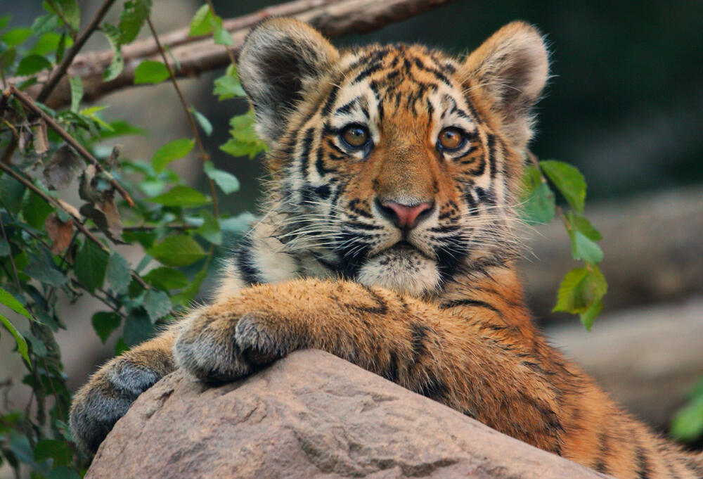Three amur tiger cubs born at Almaty Zoo