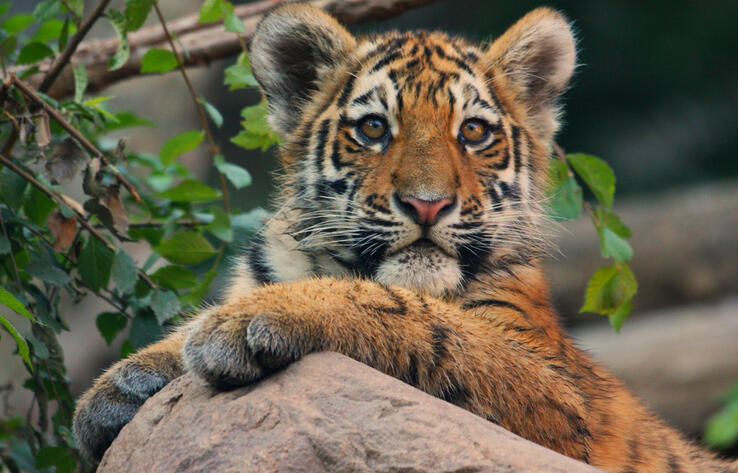 Three amur tiger cubs born at Almaty Zoo