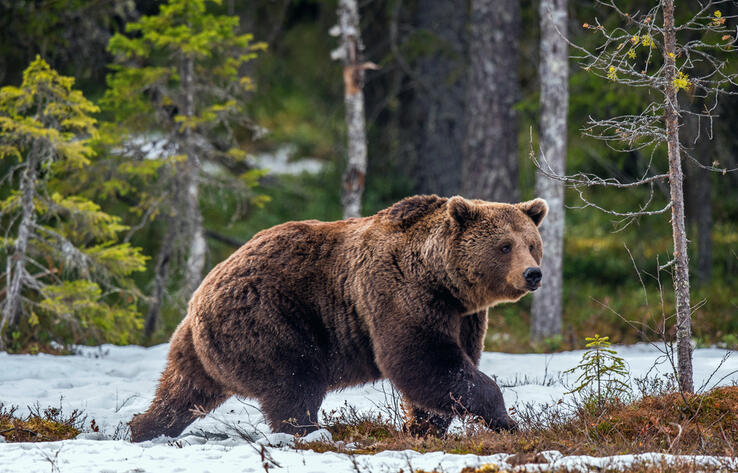 Early awakening of bears recorded in the Almaty nature reserve