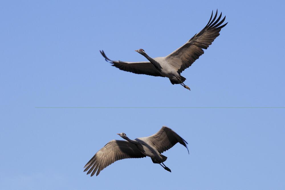 "The world is alive": cranes flying over Almaty stir nostalgia
