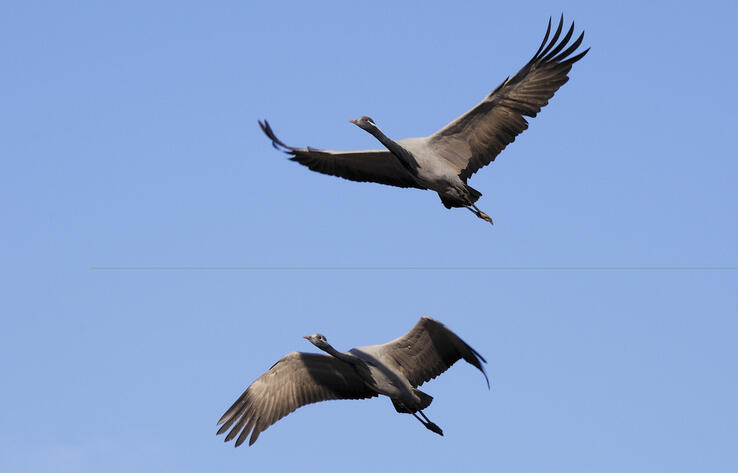 "The world is alive": cranes flying over Almaty stir nostalgia