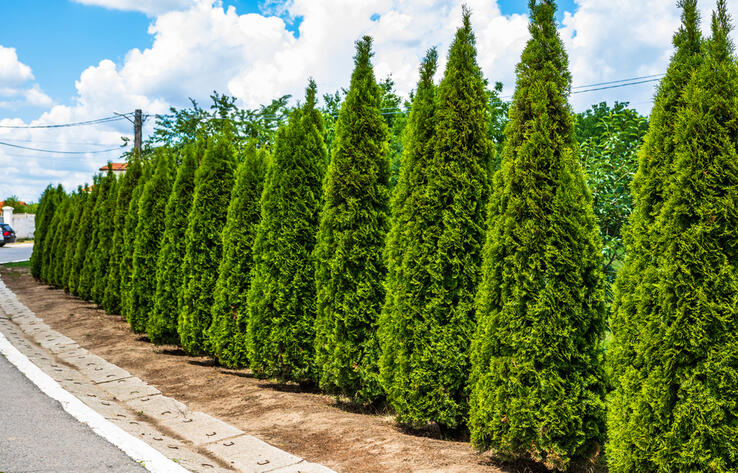 В алматинском ботаническом саду вырубят историческую аллею туй