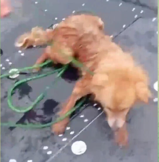 Столичные сотрудники МЧС спасли собаку из ледяной воды Есиля