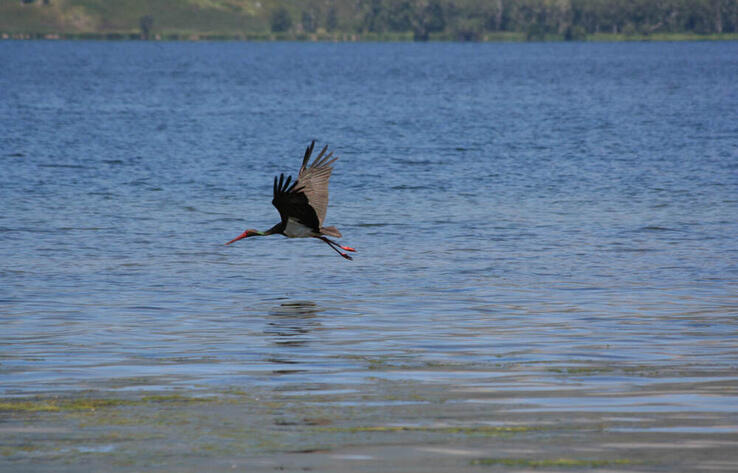 В Алматы состоялась фотовыставка, посвященная кораллам и редким животным 
