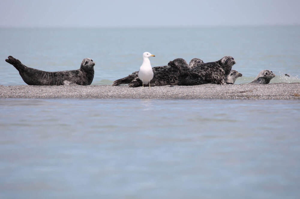 В Алматы состоялась фотовыставка, посвященная кораллам и редким животным 
. Фото: Асель Баймуканова