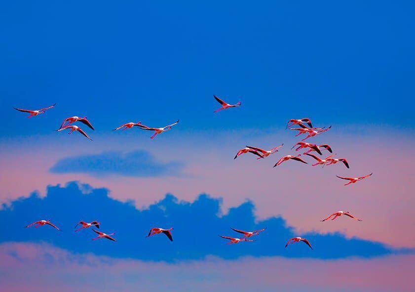 В Алматы состоялась фотовыставка, посвященная кораллам и редким животным 
. Фото: Владислав Якушкин