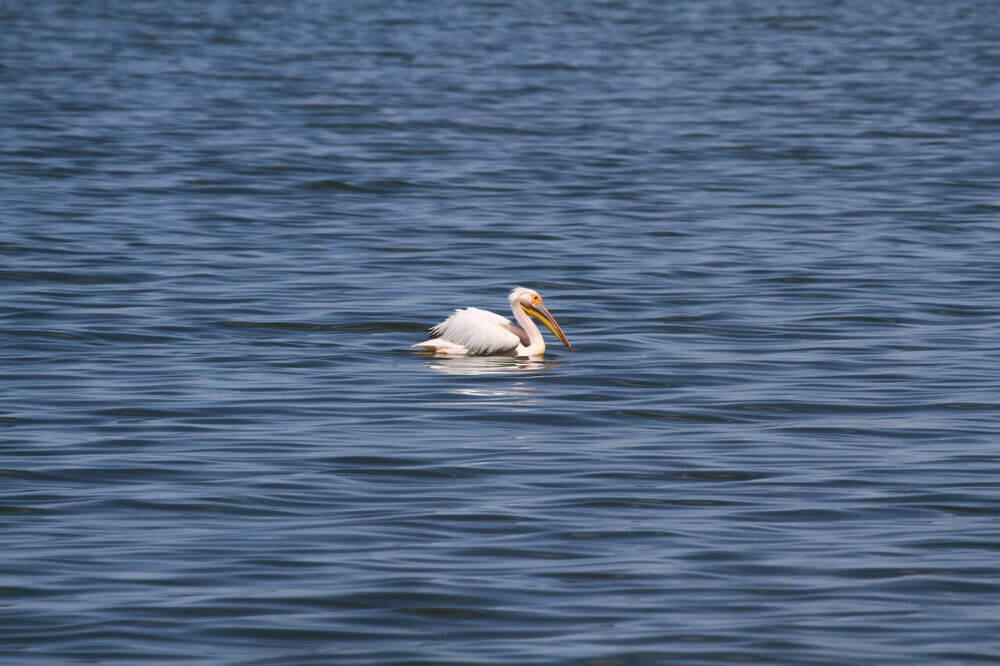 В Алматы состоялась фотовыставка, посвященная кораллам и редким животным 
. Фото: Геннадий Дякин