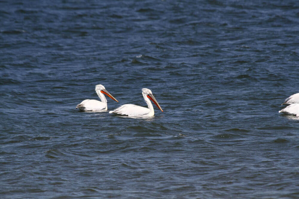 В Алматы состоялась фотовыставка, посвященная кораллам и редким животным 
. Фото: Геннадий Дякин