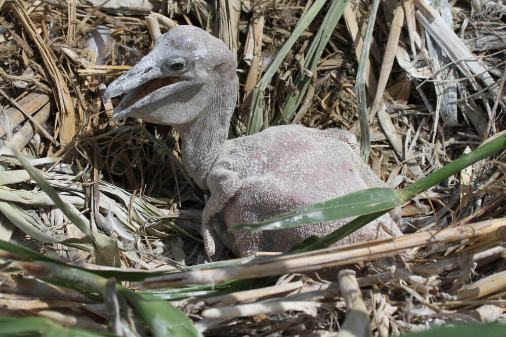 В Алматы состоялась фотовыставка, посвященная кораллам и редким животным 
. Фото: Геннадий Дякин