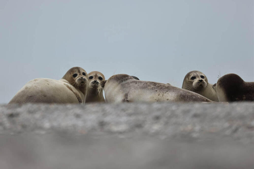 В Алматы состоялась фотовыставка, посвященная кораллам и редким животным 
. Фото: Асель Баймуканова