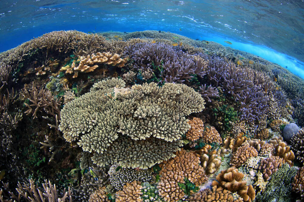 В Алматы состоялась фотовыставка, посвященная кораллам и редким животным 
. Фото: Canon